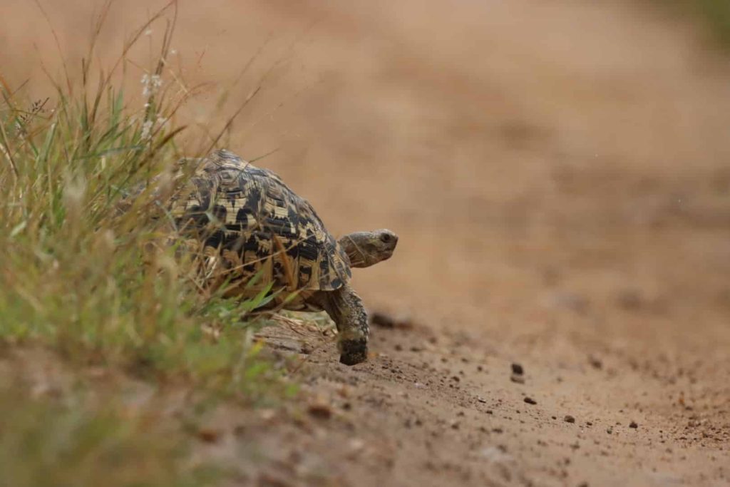 Beautiful tortoise in the wild