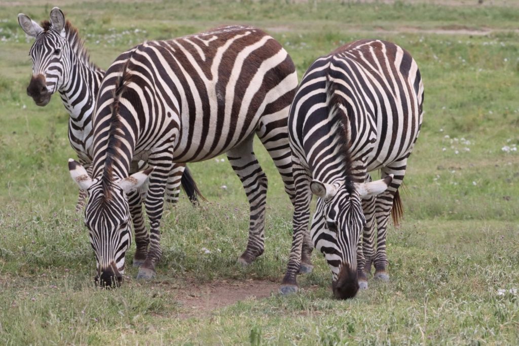 Zebror under svenska safariresor till Serengeti och Ngorongoro
