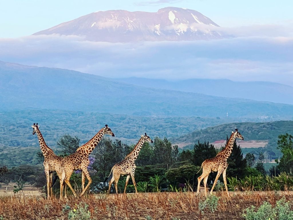 Giraffes with a View of Mount Kilimanjaro During a Family Safari