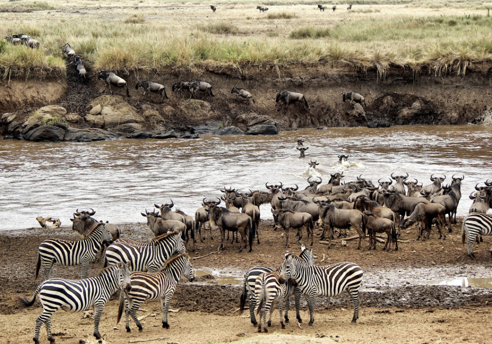 Boka Tanzania Safari från Sverige: Din Guide till ett Oförglömligt Äventyr