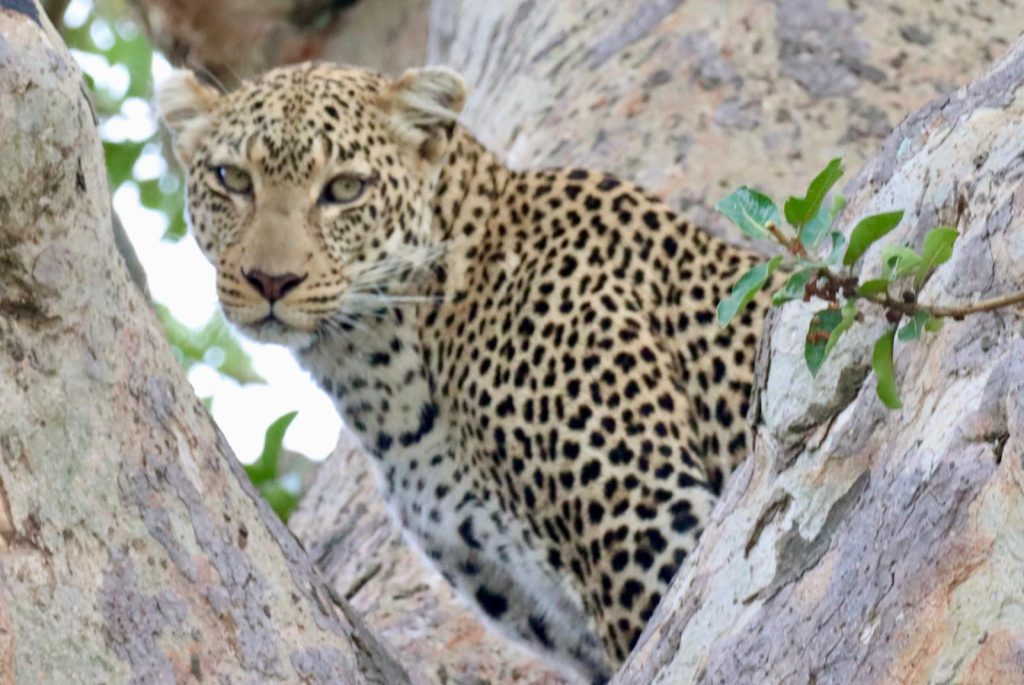 wildlife viewing during your Safari Tours