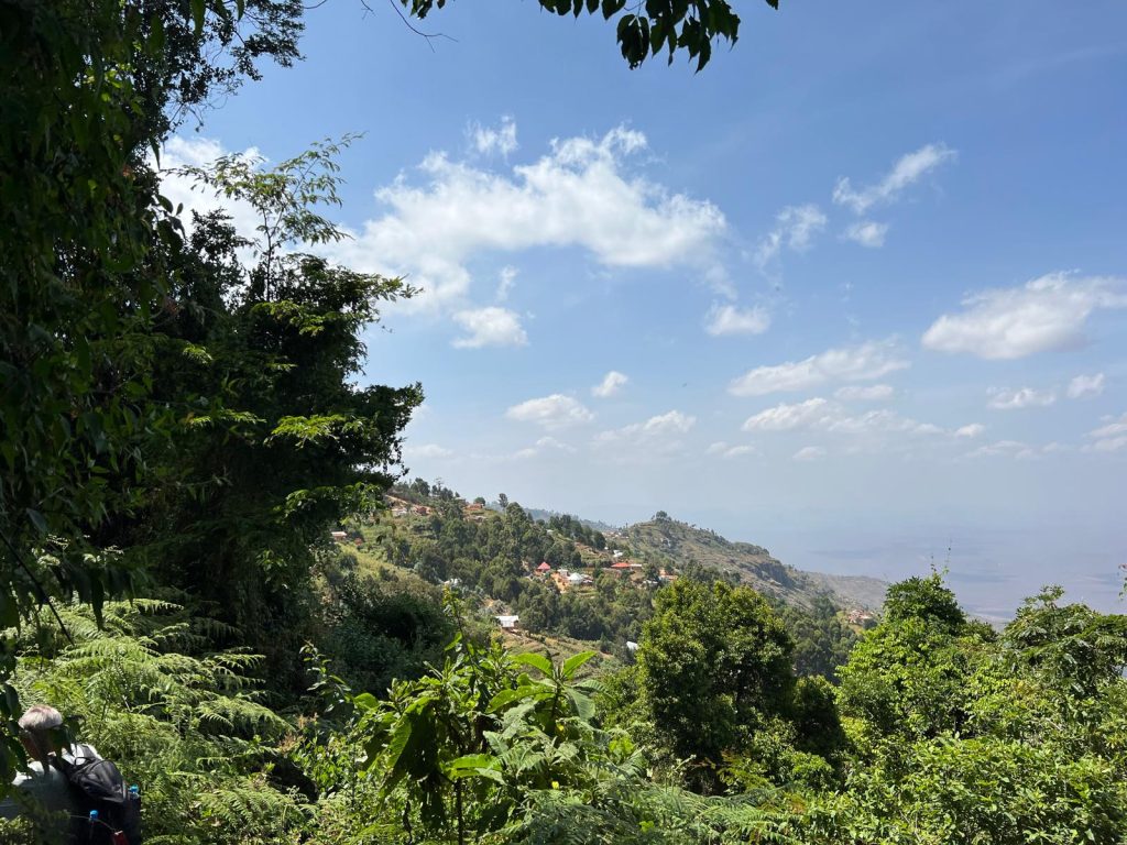 Beautiful View of the Forests