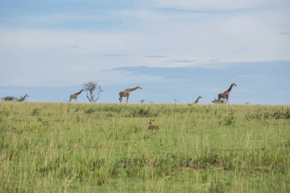 Tanzania Luxury Safari: The Ultimate Premium Adventure for Swedish Travelers