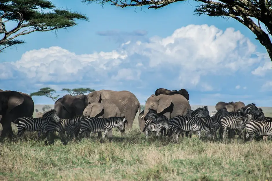 10 Reasons to Choose Tanzania Safaris for Your Next Adventure