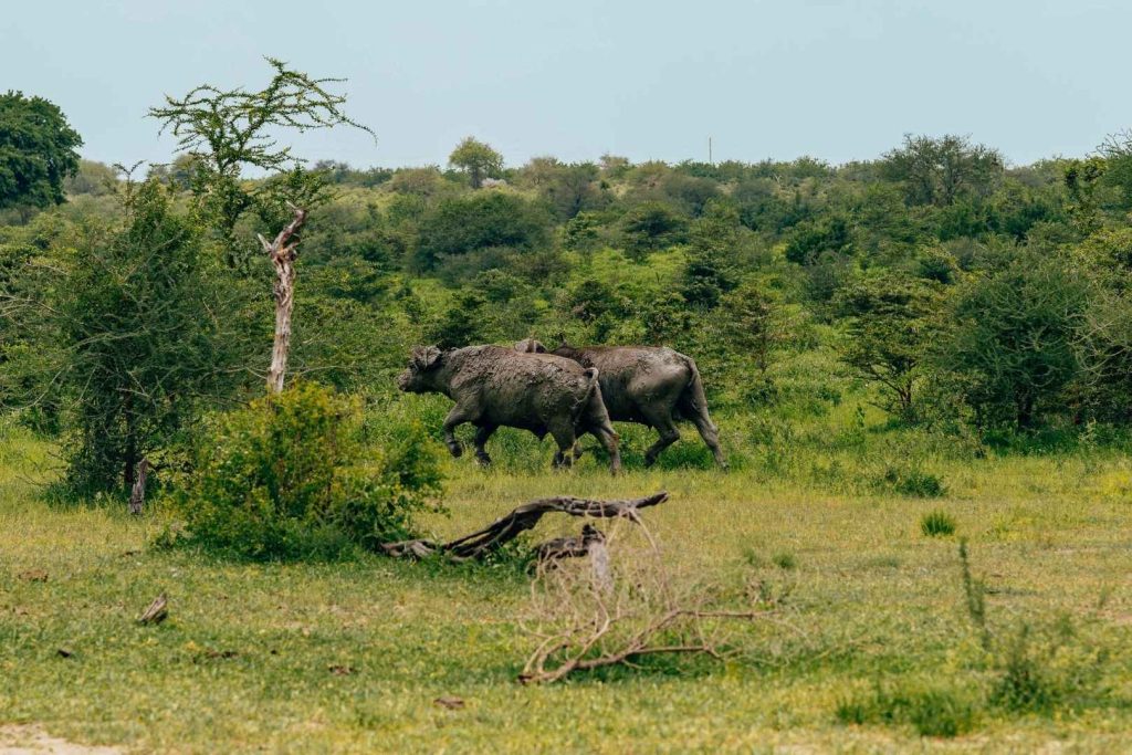 Some of the animals you will see during your Zanzibar Safaris