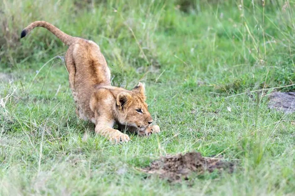 A Beautiful Lion During an African Tours and Safaris