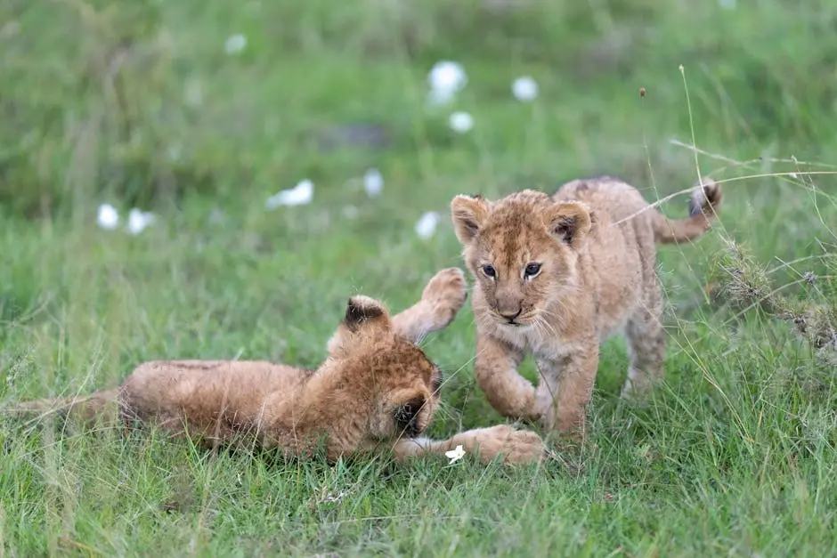 Lion Cubs During African Tours and Safaris