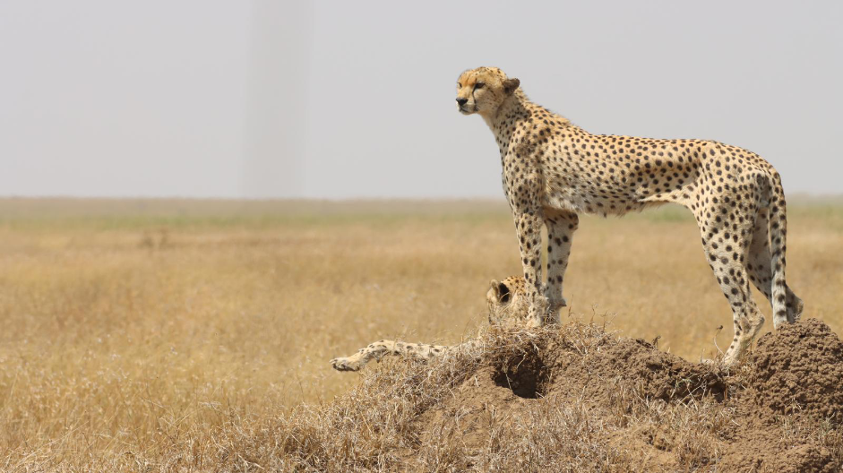 The beauty of Tanzania Safaris with a Cheater